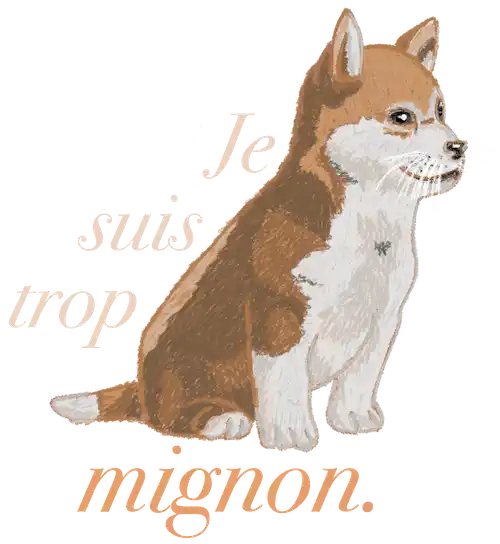chiot akita tout doux qui dit Je suis trop mignon