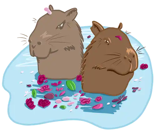 capybaras amoureux dans l'eau