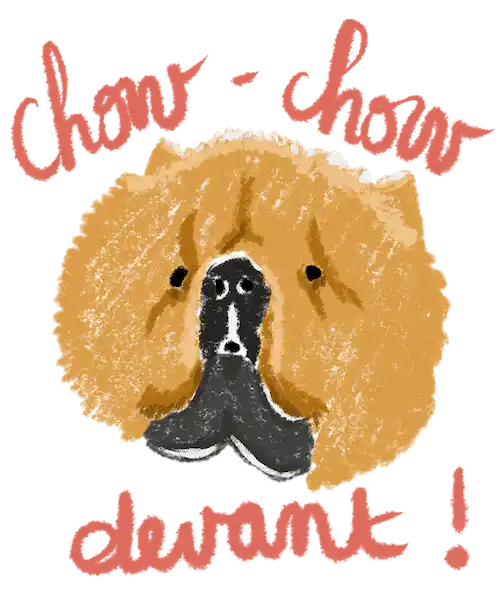 tête de chien chow-chow tout bouffi Chow-Chow devant