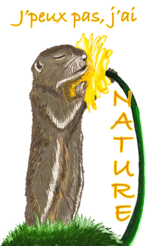 écureuil qui renifle une fleur J'peux pas, j'ai nature