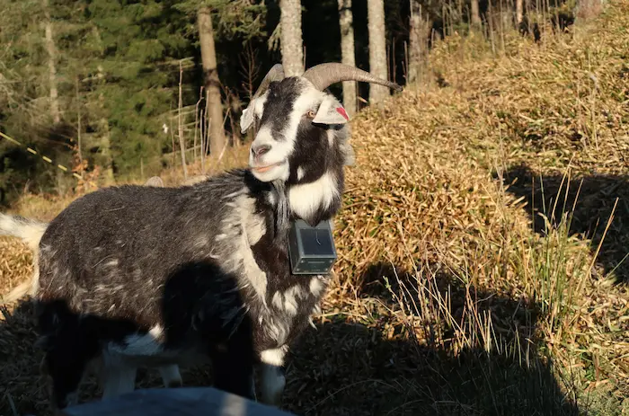 Chèvre chapardeuse.