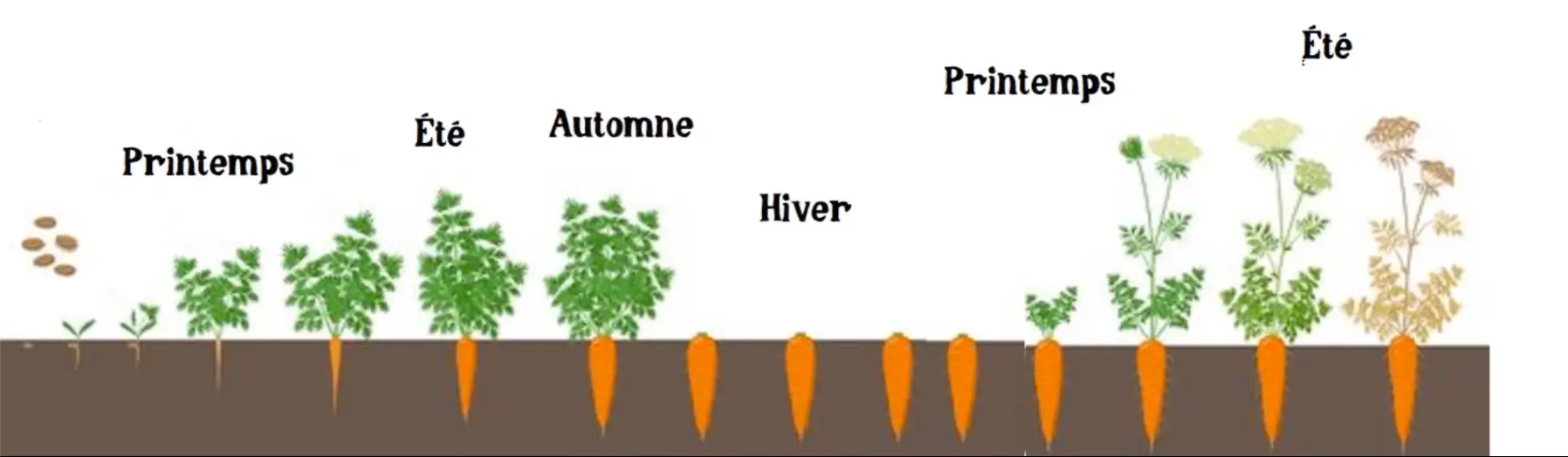 schéma de la floraison des carottes d’une année sur l’autre