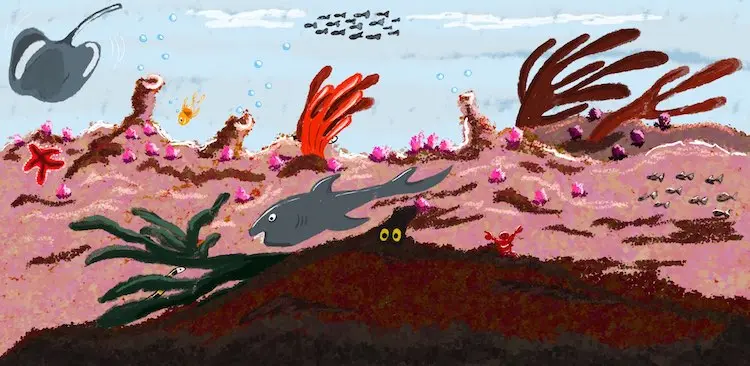 Barrière de corail foisonnant de vie.