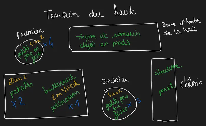 plan provisoire 2021 de la partie haute du potager, entre le prunier et le cerisier, avec le châssis