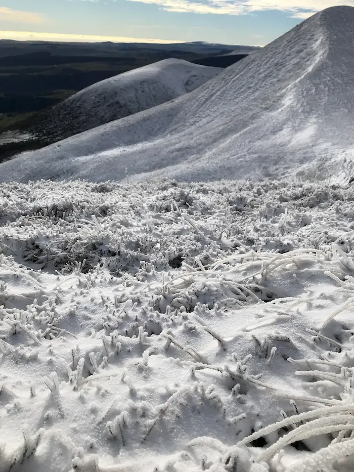 Champ d'anémones de glace.