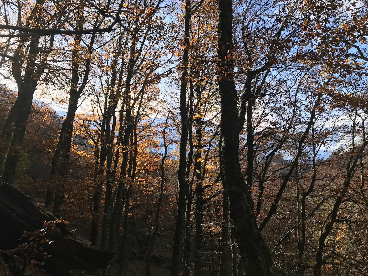 Arbres au soleil 2.