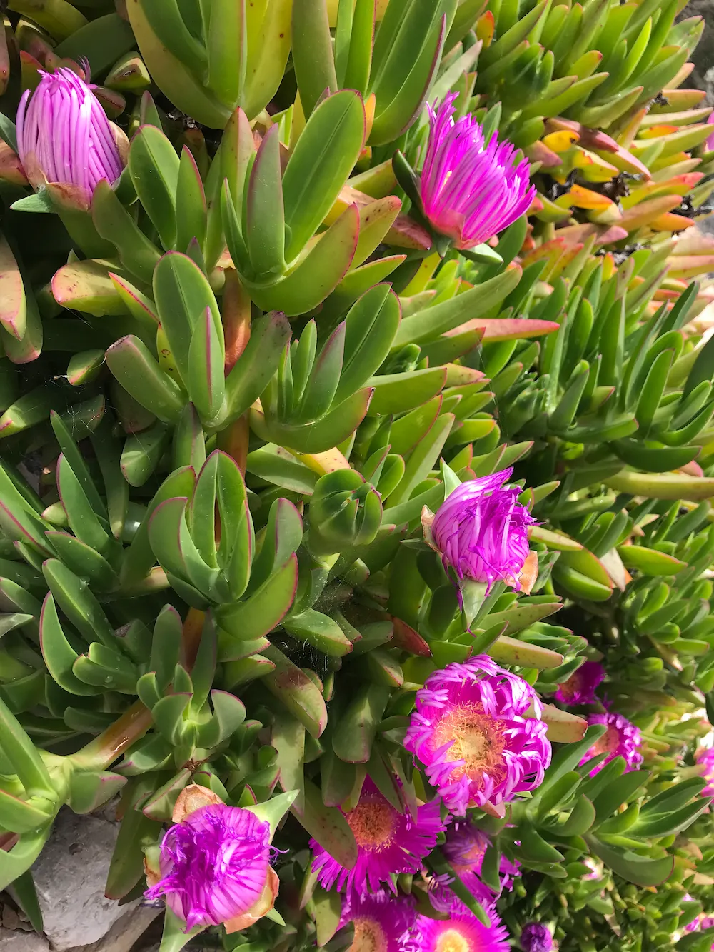 Jolies fleurs roses sur une succulente.