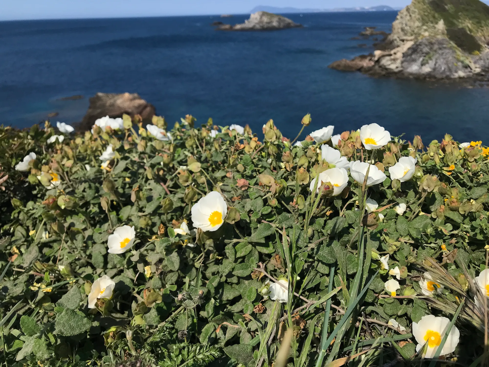 Jolies fleurs blanches et jaunes qui ressemblent à des oeufs au plat.