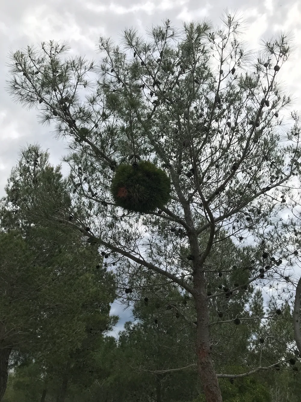 Grosse boule dans un arbre.