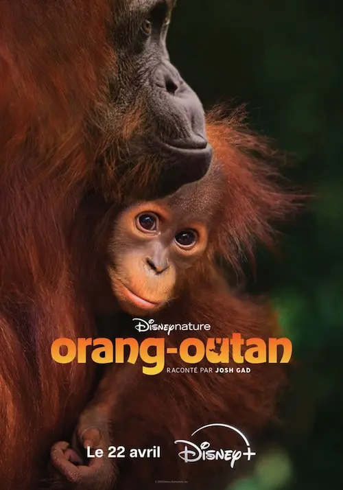 Affiche du documentaire Orang-outan représentant une femelle et son petit.