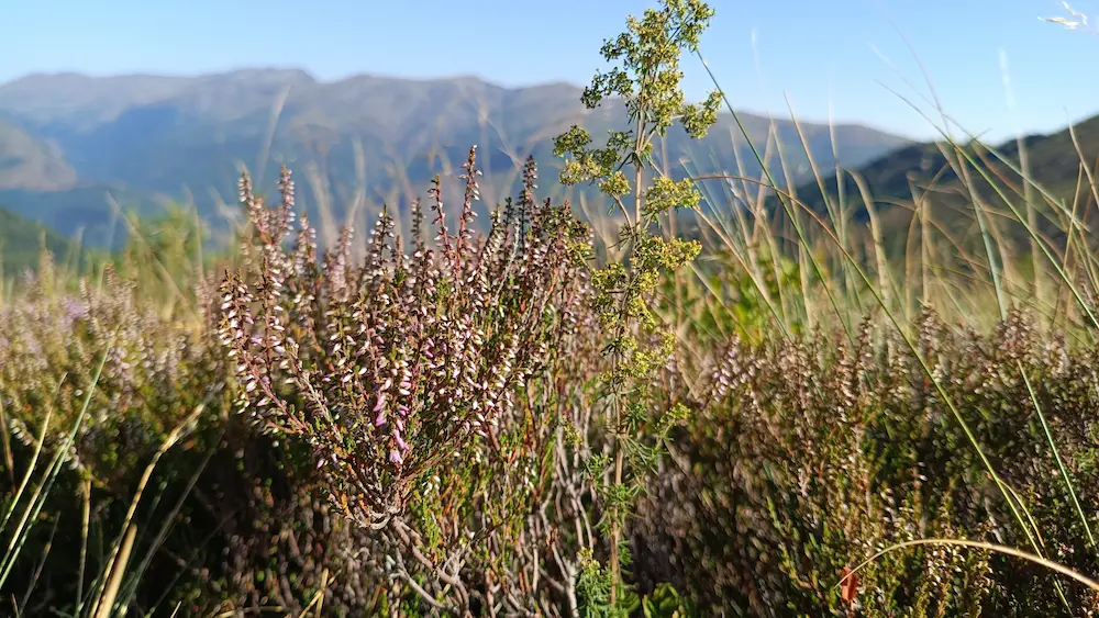 Fleurs de montagne au premier plan avec les sommets flous en arrière plan.